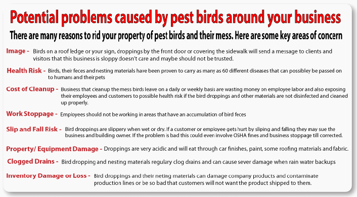 Potential problems caused by pest birds around your business