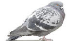 Feral Pigeon sitting before getting pigeon control services